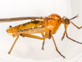 Empis stercorea